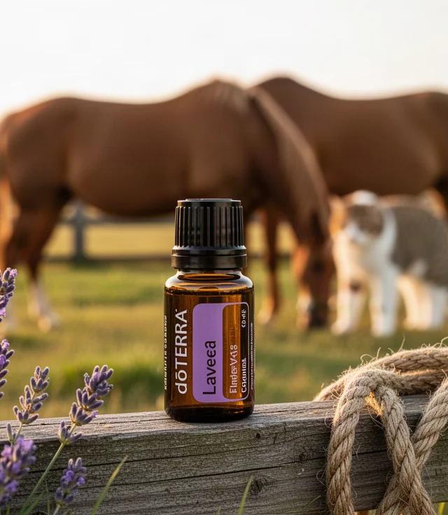 Are Essential Oils Safe Around Horses