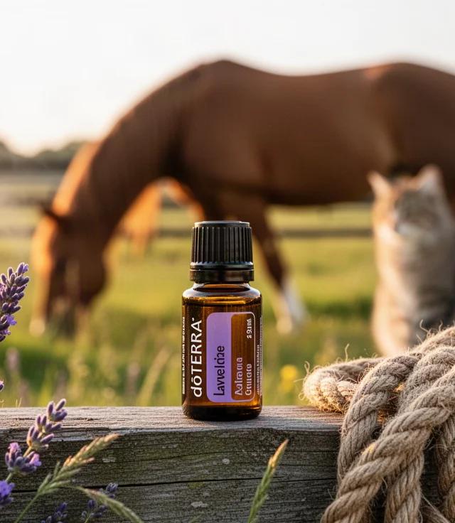 Safe Essential Oils for Horses in Stables