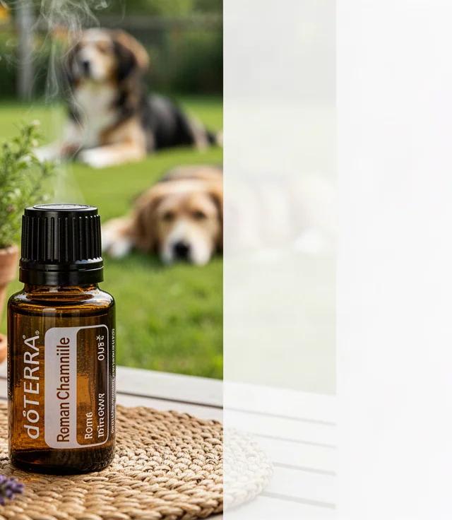 Are doTERRA Essential Oils Safe for Dogs Review