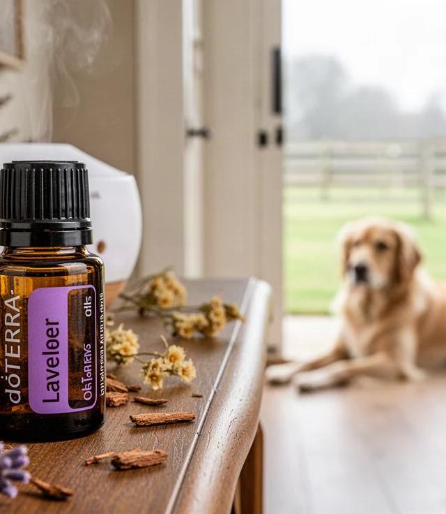 doTERRA Oil for a Shiny Dog Coat Guide